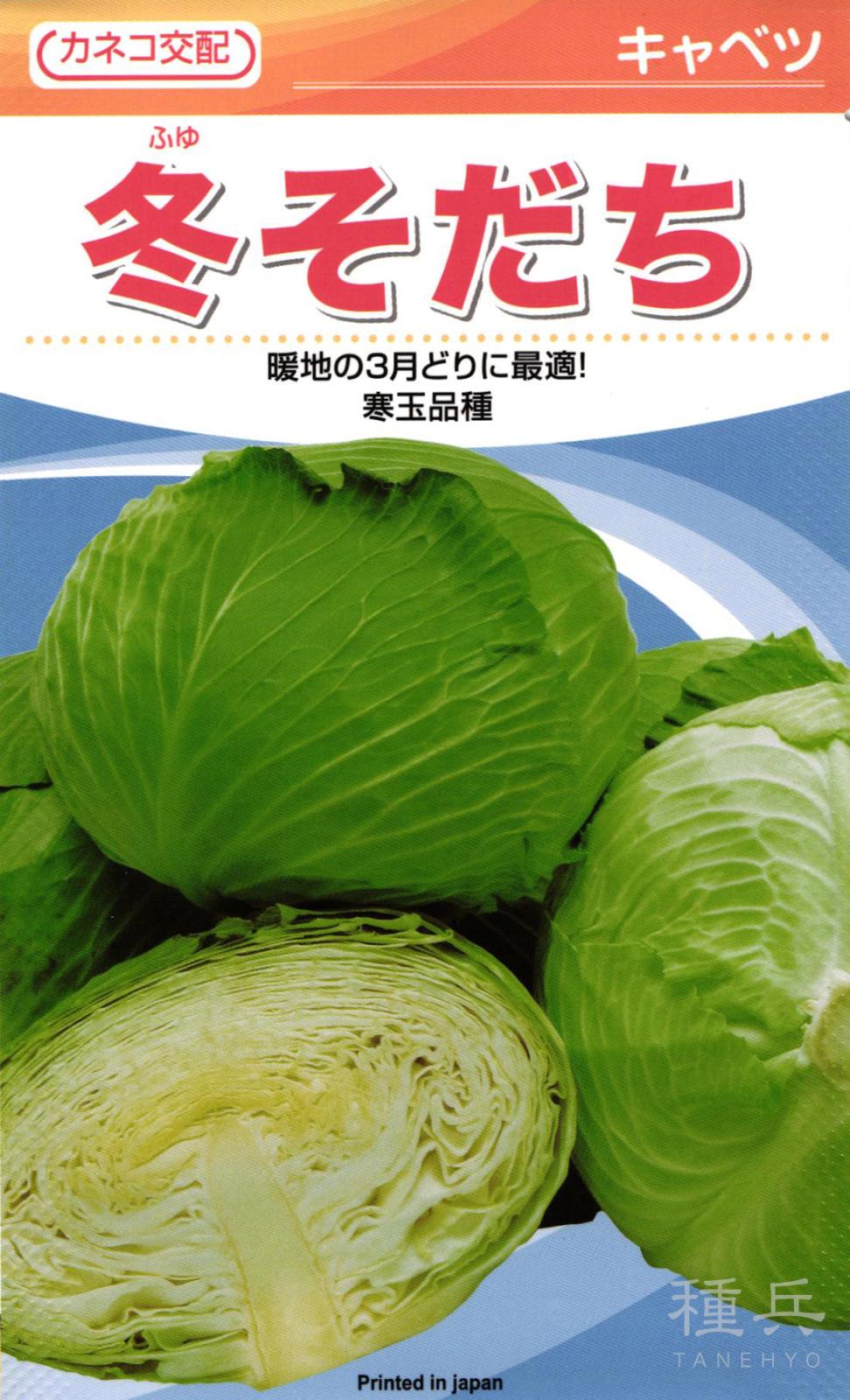晩生キャベツ 種 『冬そだち』 カネコ種苗 | たね,葉菜の種,キャベツ