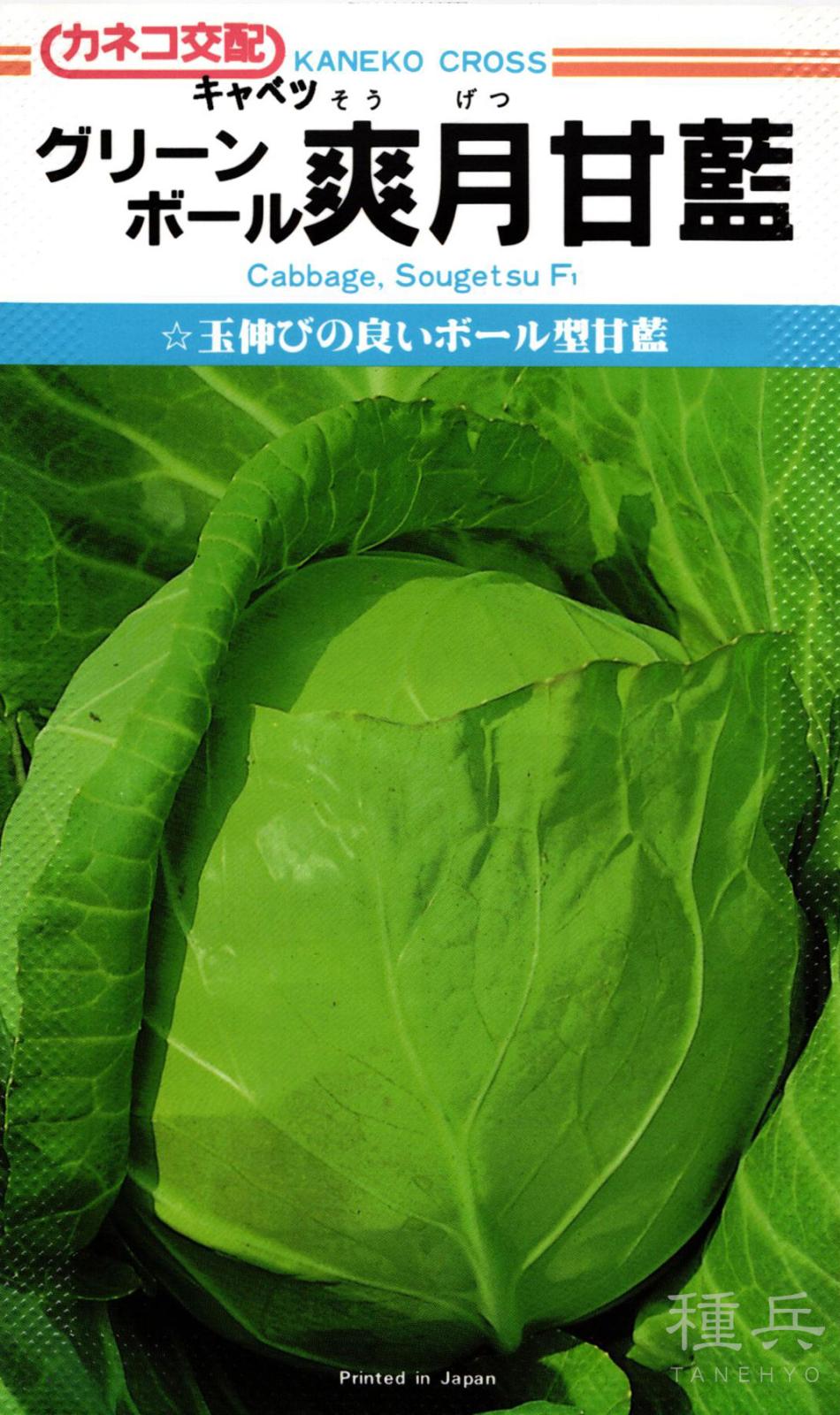 極早生キャベツ 種 『爽月』 カネコ種苗 | たね,葉菜の種,キャベツ