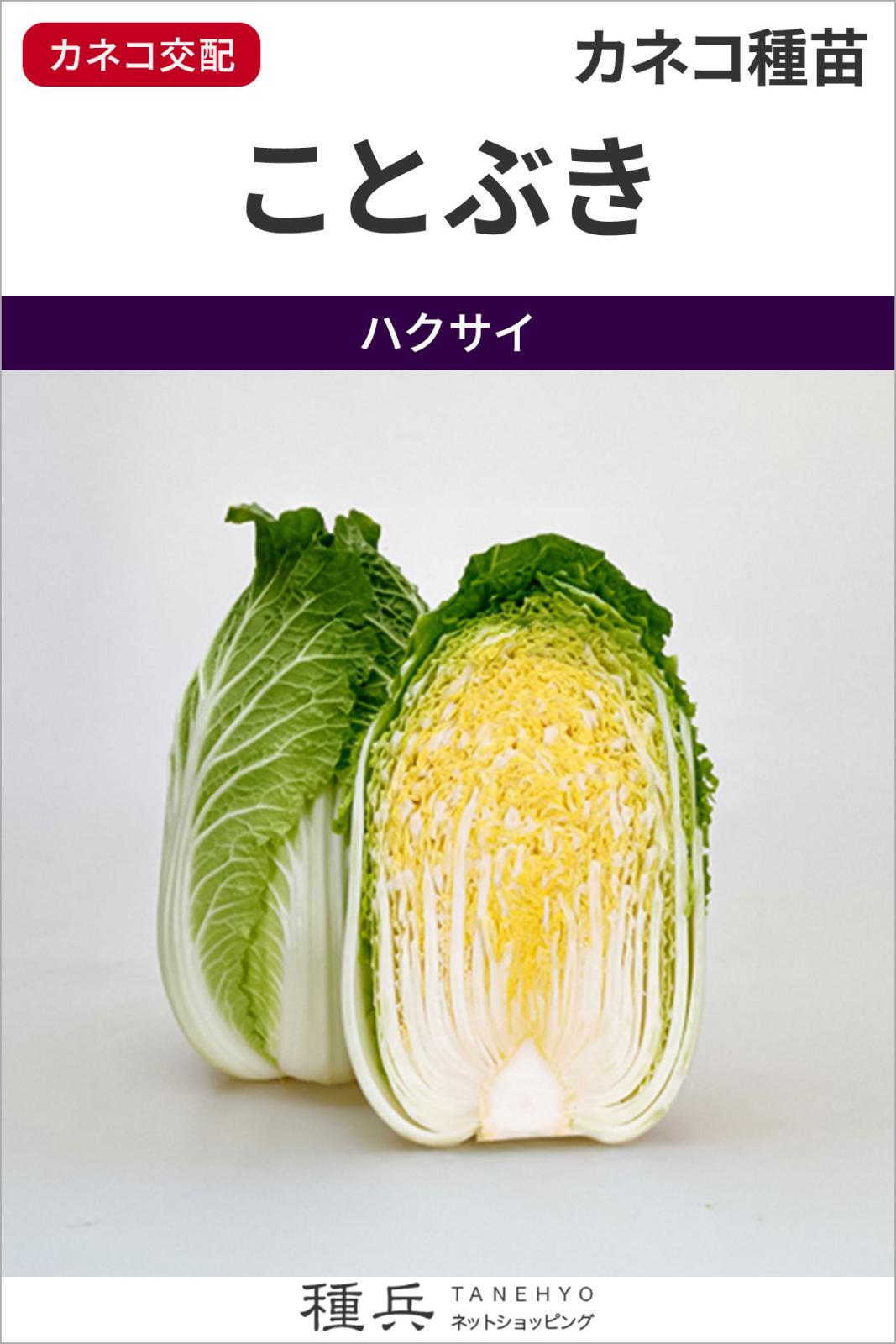 秋まきハクサイ 種 『ことぶき』  カネコ種苗