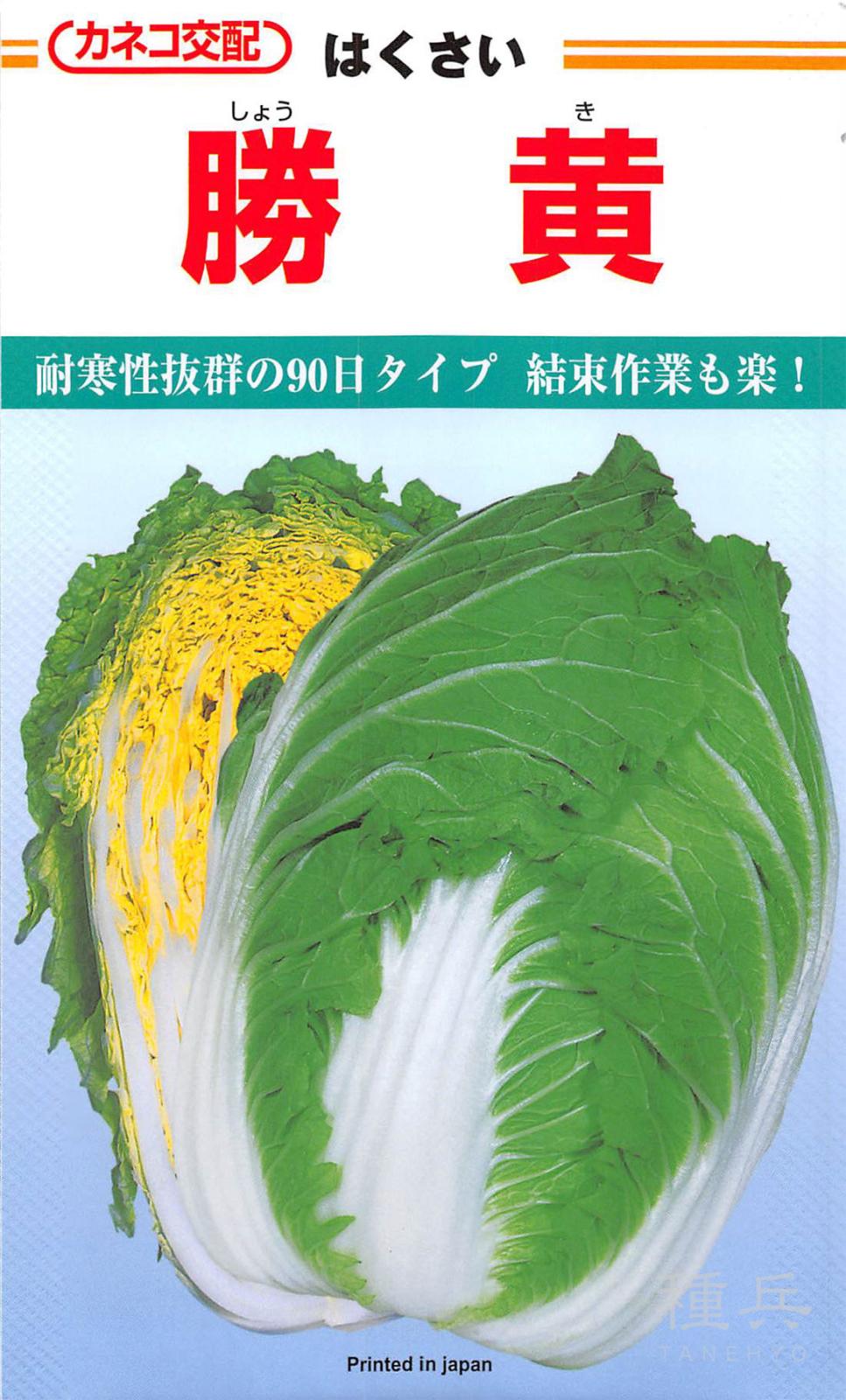秋まきハクサイ 種 『勝黄』  カネコ種苗