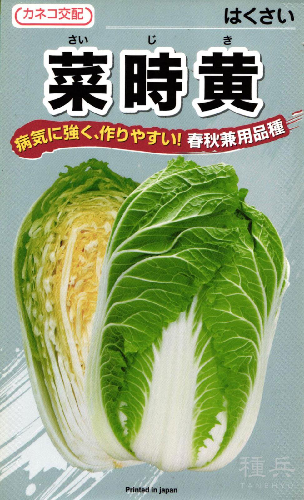 春秋まきハクサイ 種 『菜時黄』  カネコ種苗