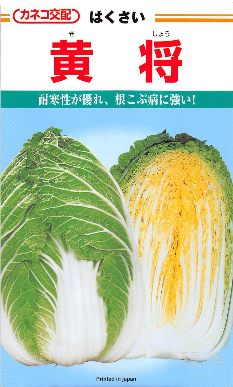 秋まきハクサイ 種 『黄将』  カネコ種苗