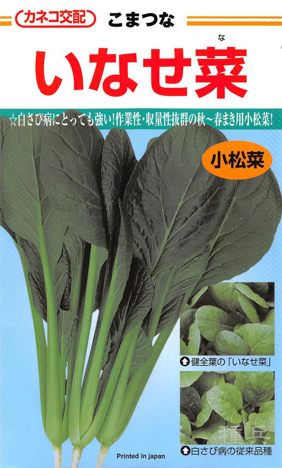 コマツナ 種 『いなせ菜』  カネコ種苗