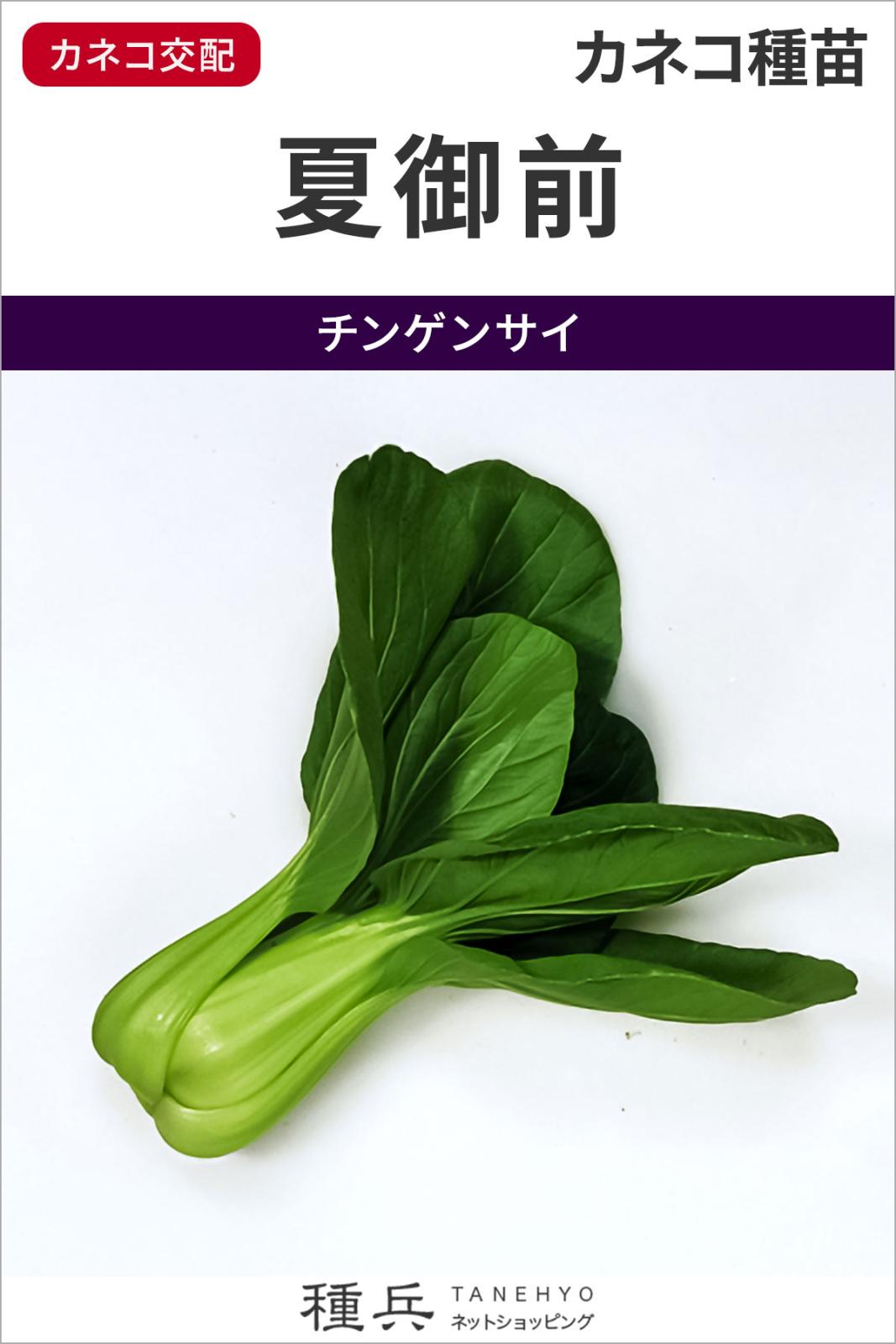 チンゲンサイ 種 『夏御前』  カネコ種苗