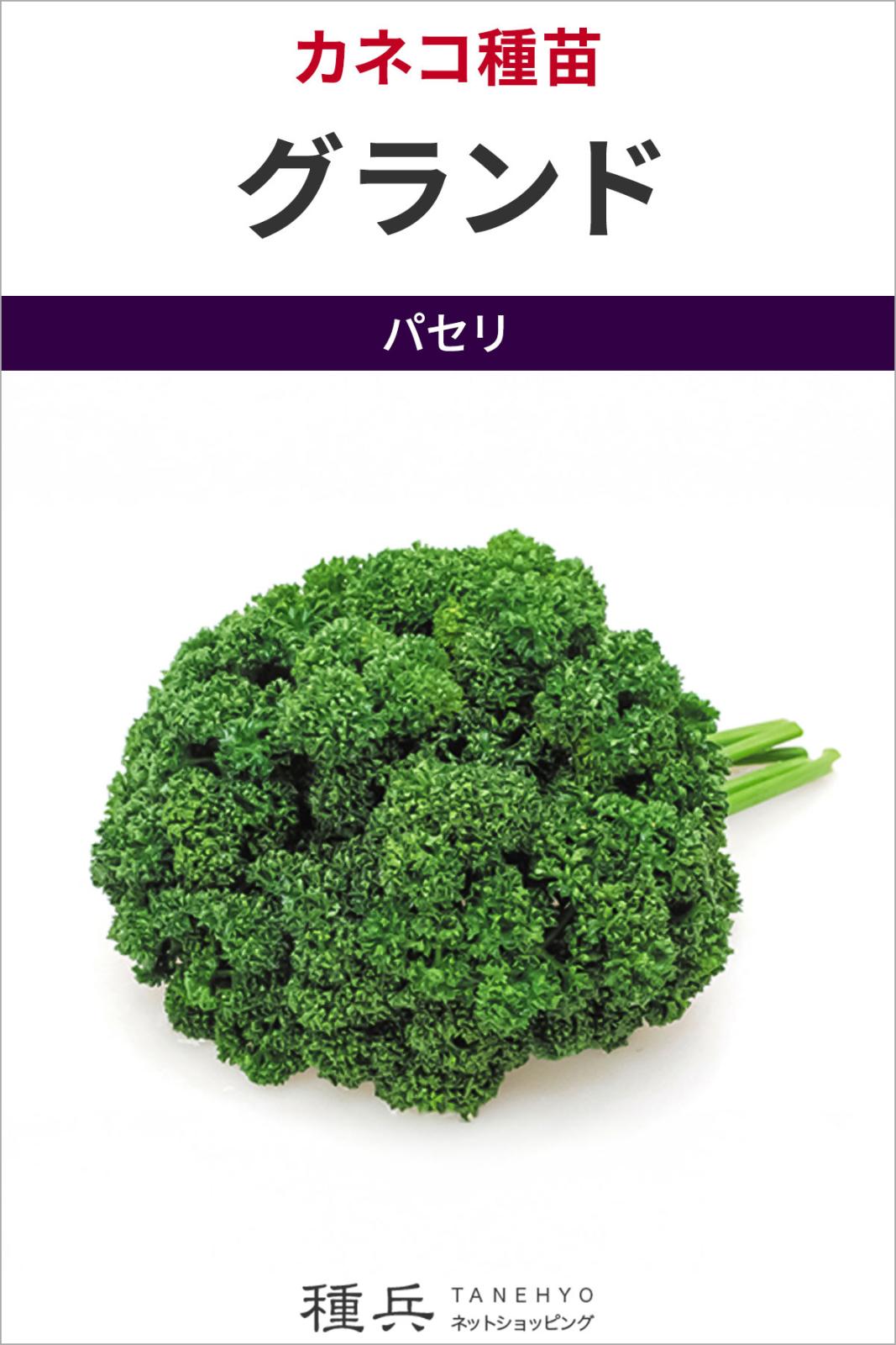 パセリ 種 『グランド』 カネコ種苗
