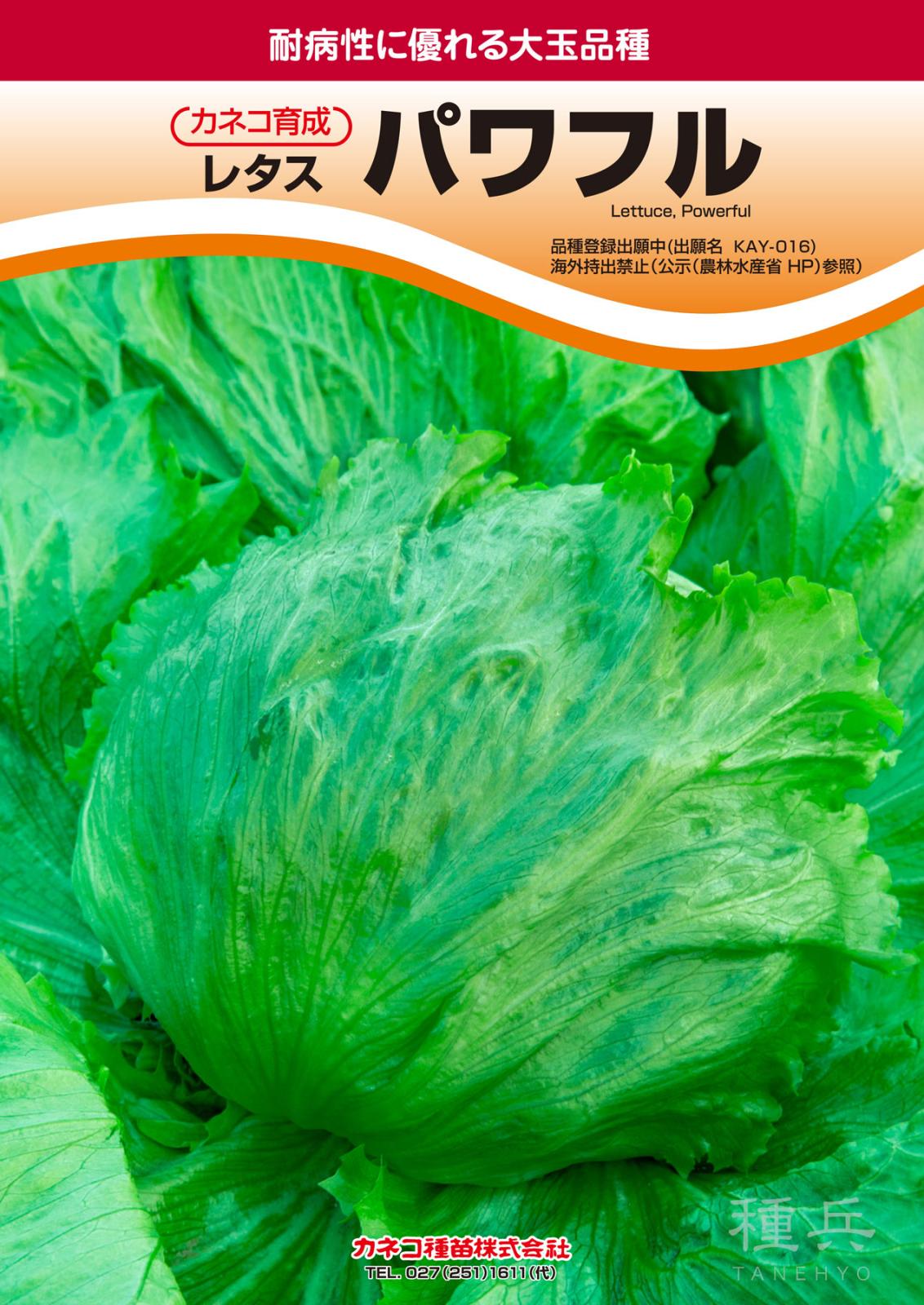 結球レタス 種 『パワフル』  カネコ種苗