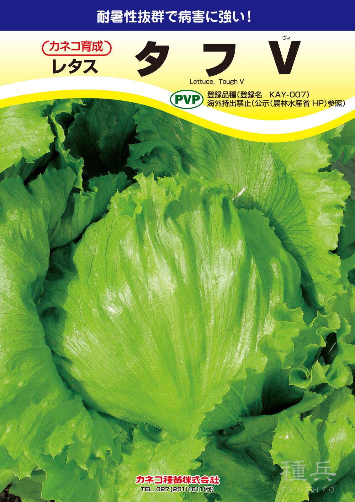 結球レタス 種 『タフV』  カネコ種苗