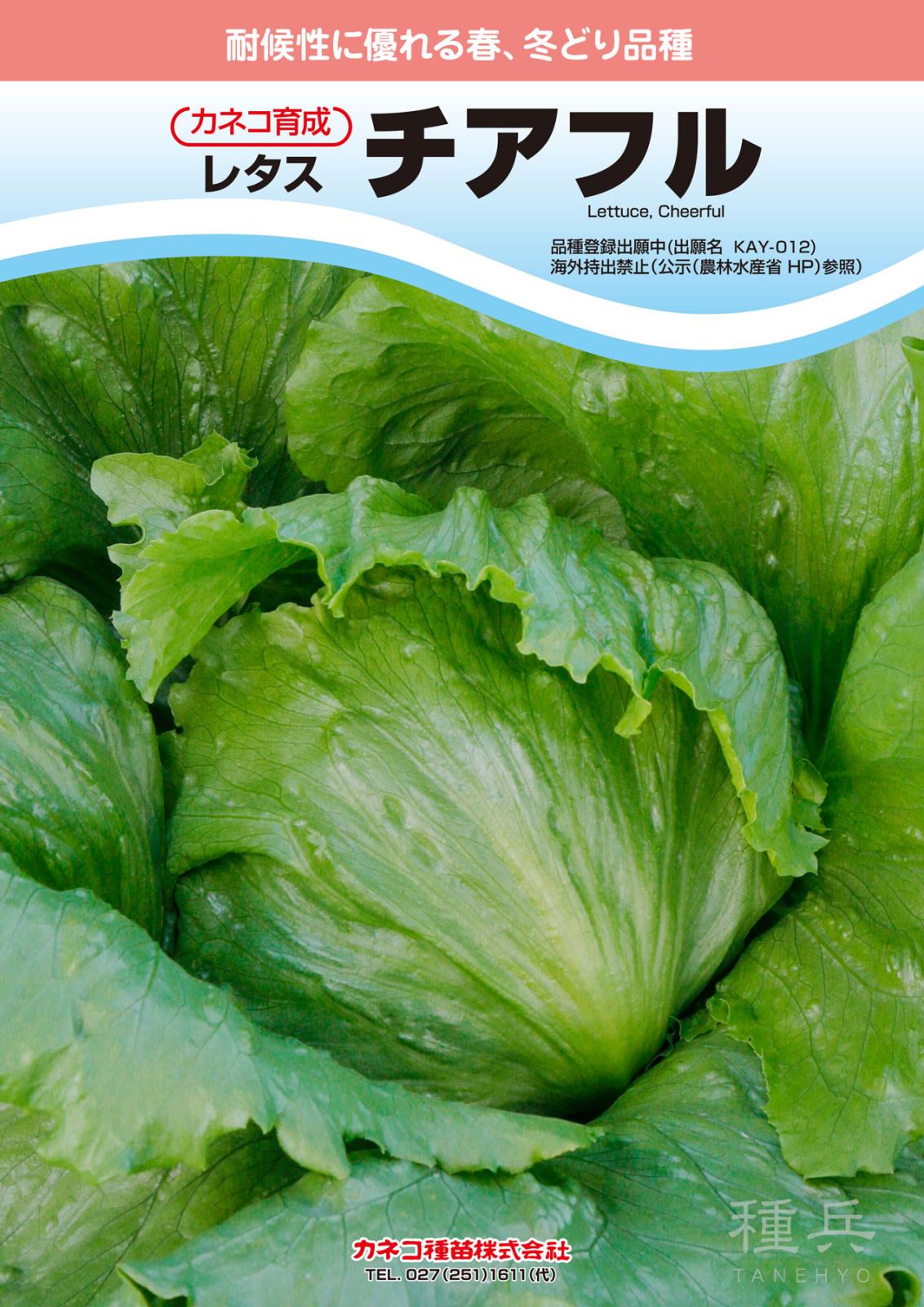 結球レタス 種 『チアフル』  カネコ種苗