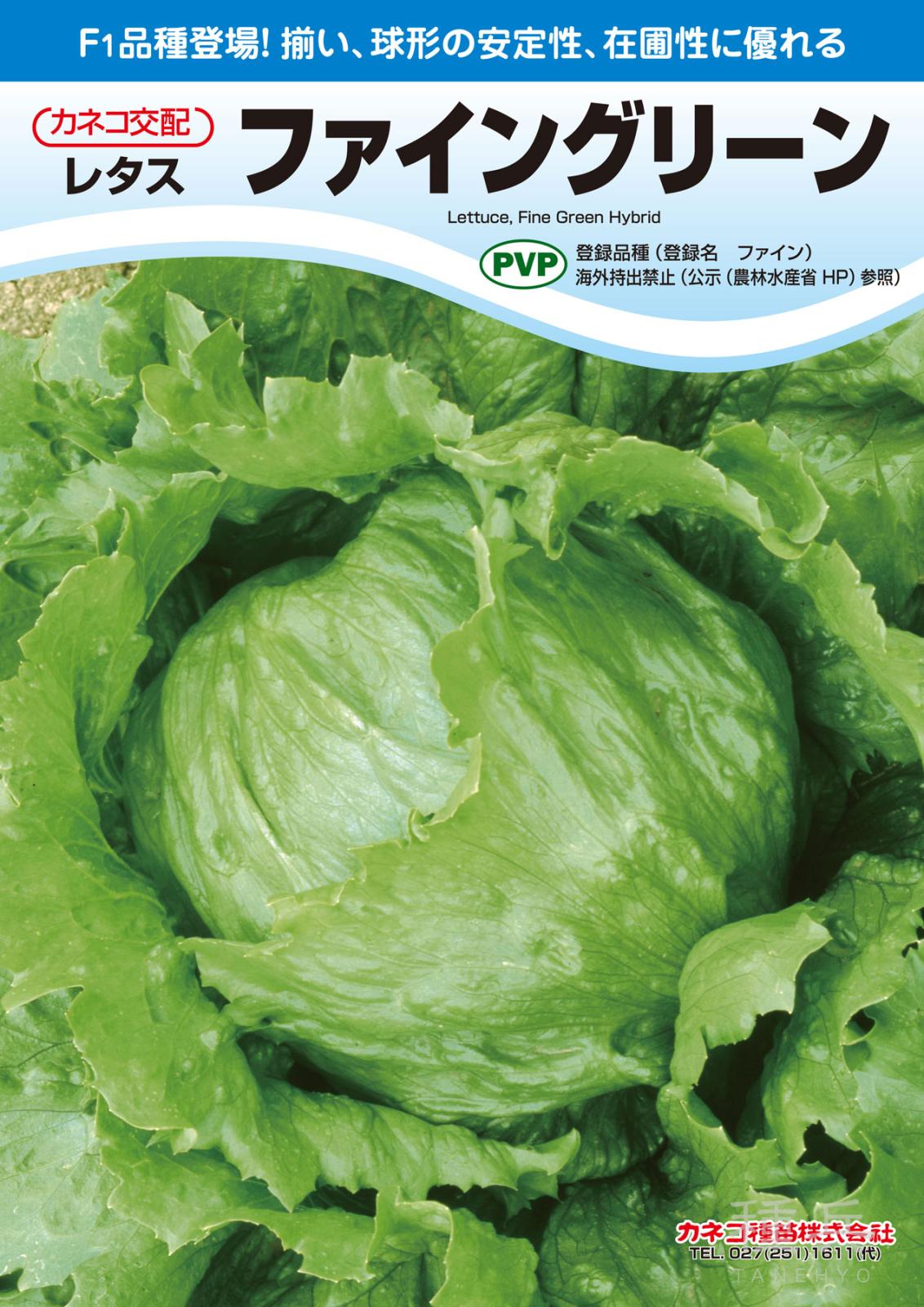 結球レタス 種 『ファイングリーン』  カネコ種苗