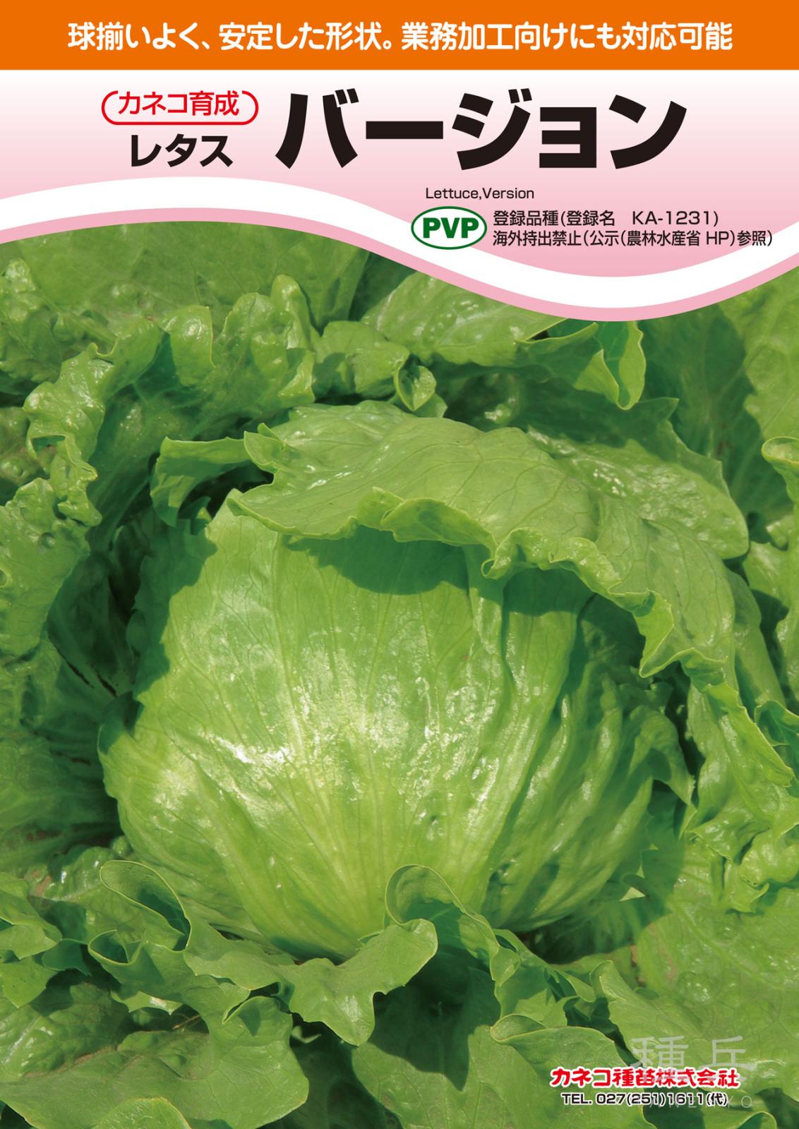 結球レタス 種 『バージョン』  カネコ種苗