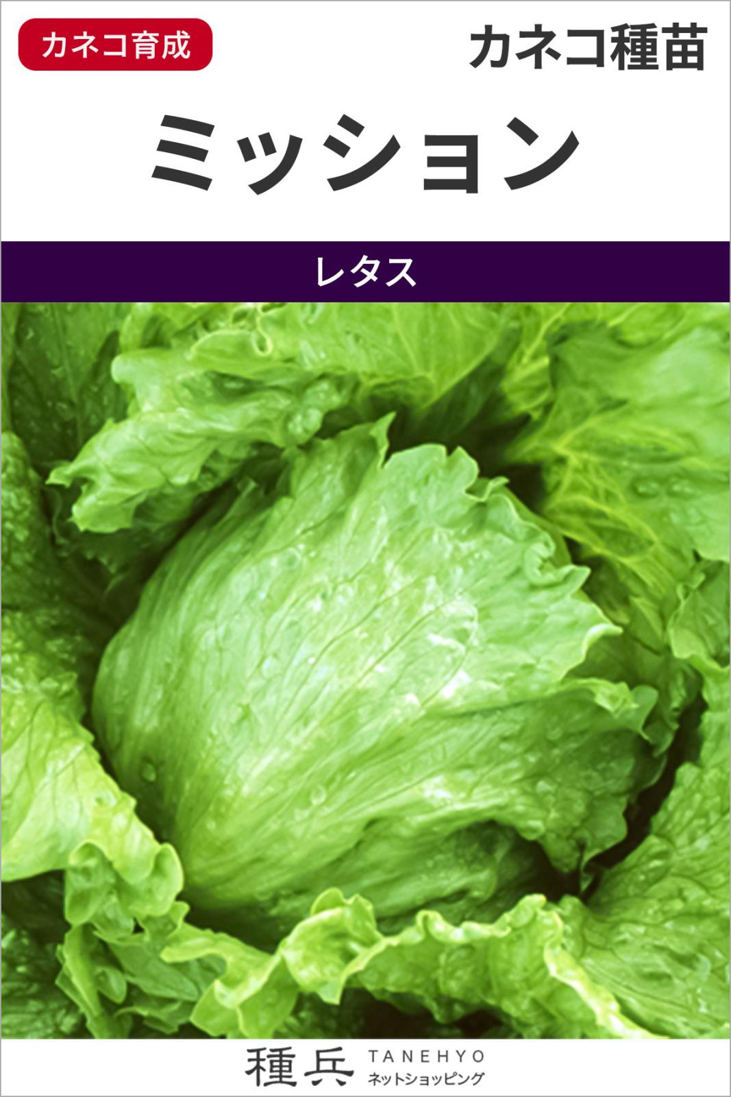 結球レタス 種 『ミッション』  カネコ種苗