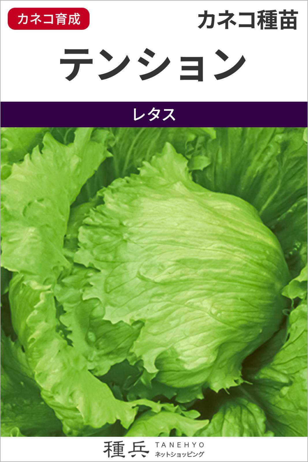 結球レタス 種 『テンション』  カネコ種苗