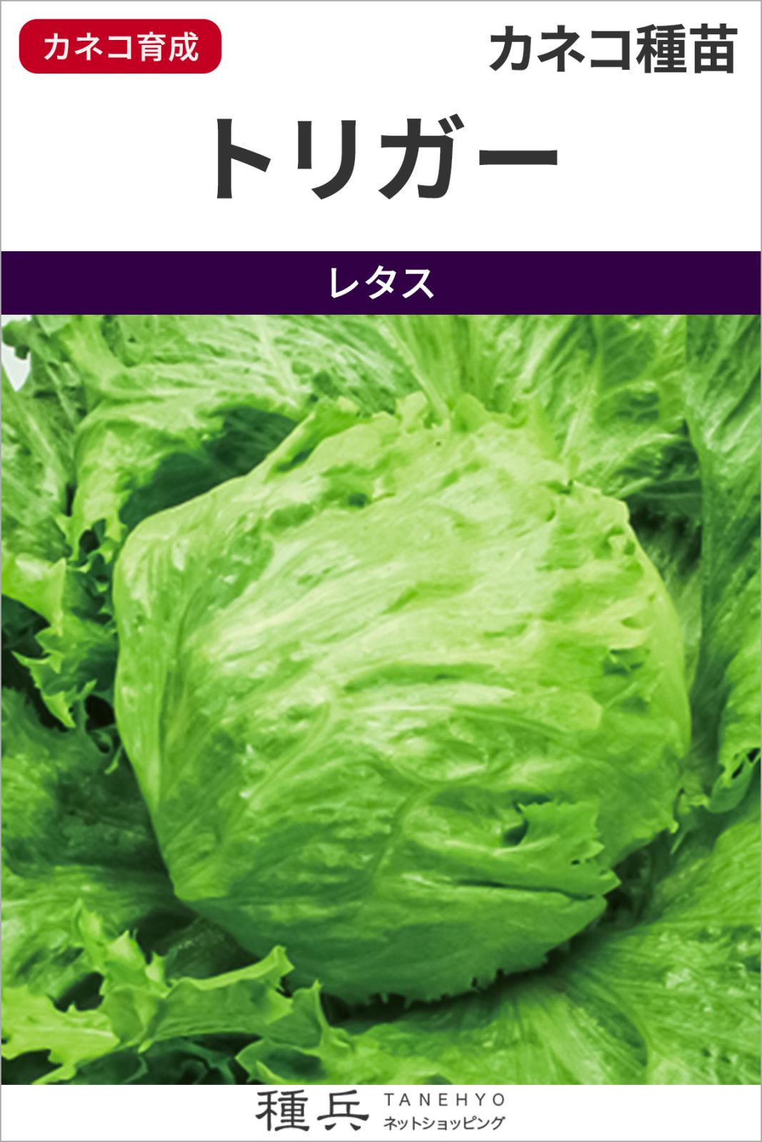結球レタス 種 『トリガー』  カネコ種苗