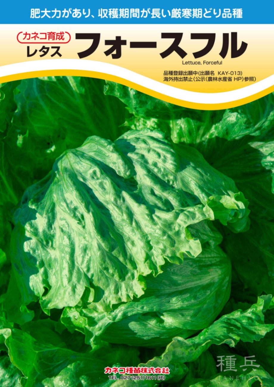 結球レタス 種 『フォースフル』  カネコ種苗