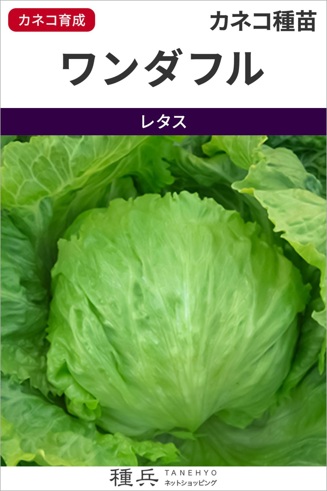 結球レタス 種 『ワンダフル』  カネコ種苗