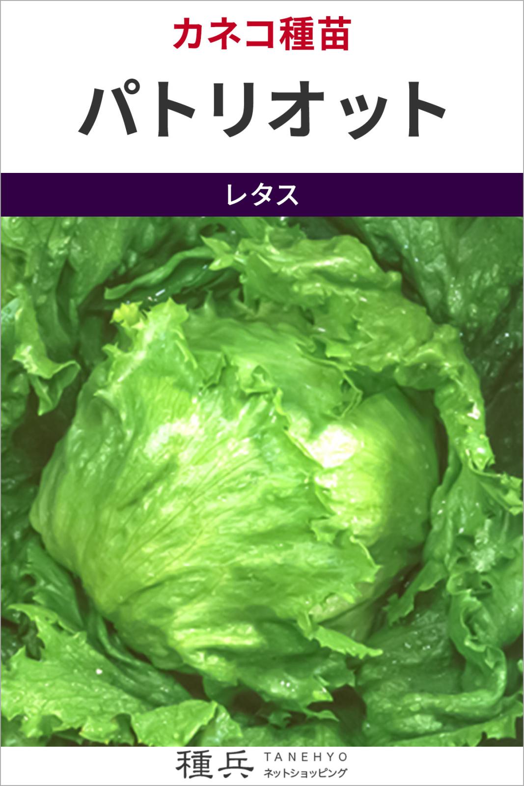 結球レタス 種 『パトリオット』  カネコ種苗