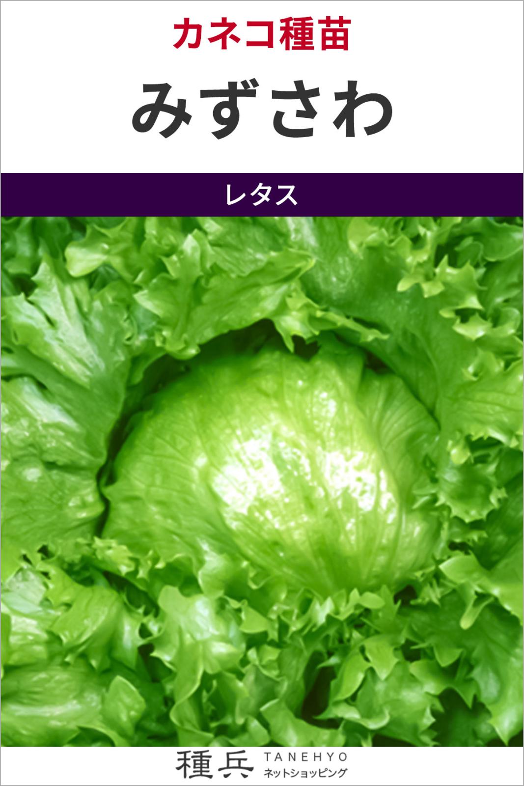 結球レタス 種 『みずさわ』 カネコ種苗 | たね,葉菜の種,レタス,玉