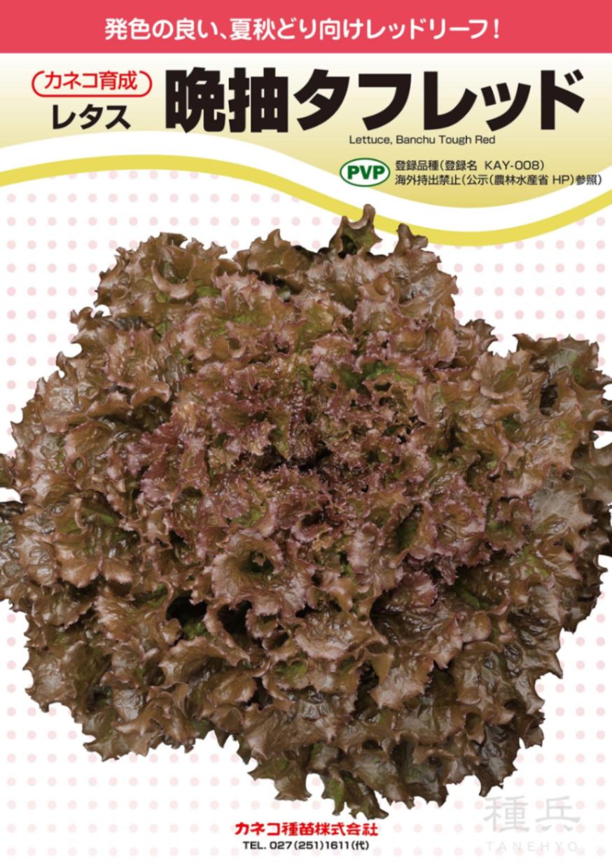 レッドリーフレタス 種 『晩抽タフレッド』  カネコ種苗
