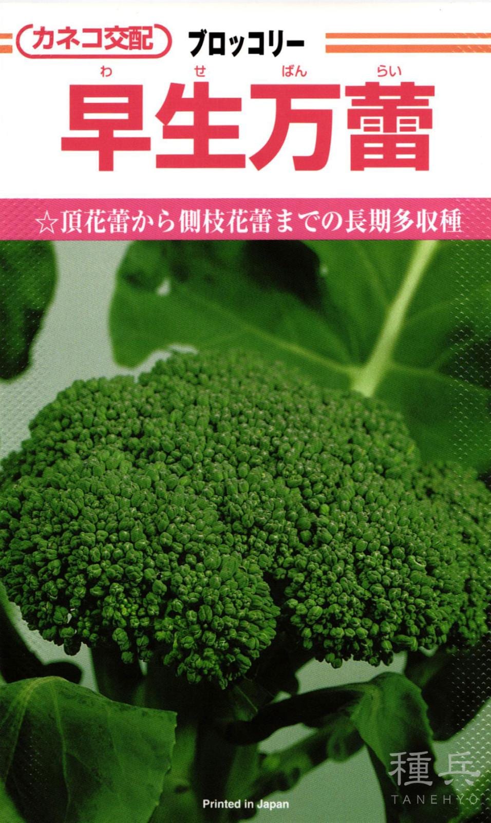 ブロッコリー 種 『早生万蕾』 カネコ種苗
