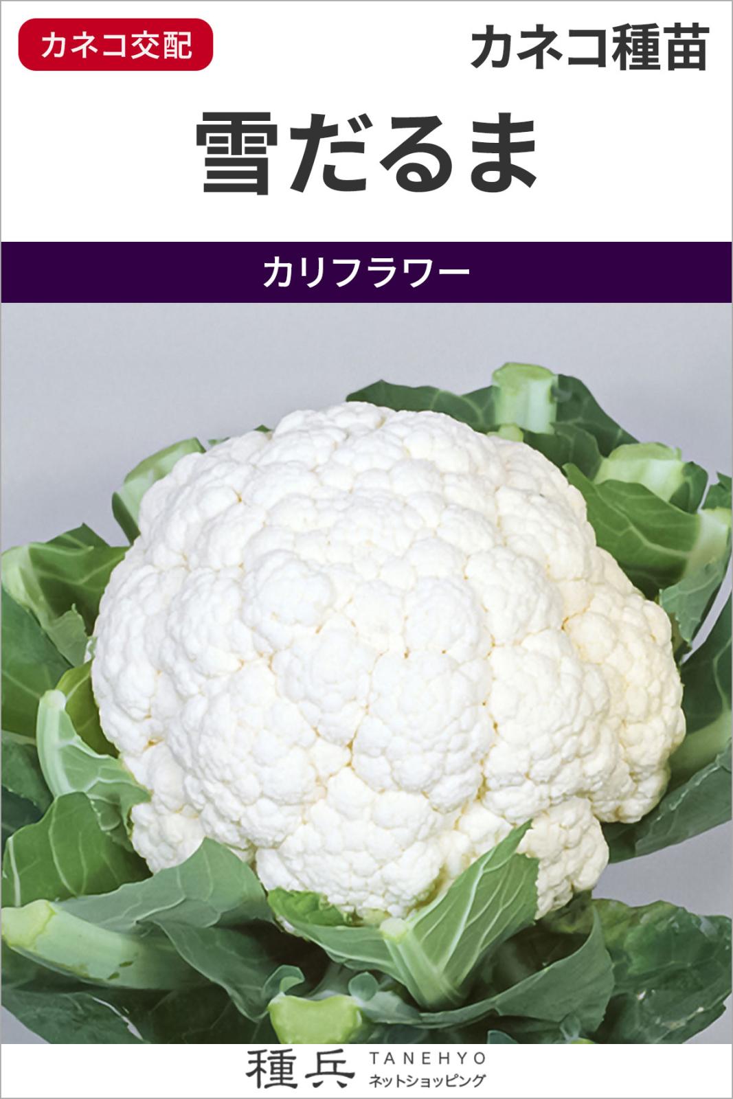 カリフラワー 種 『雪だるま』  カネコ種苗