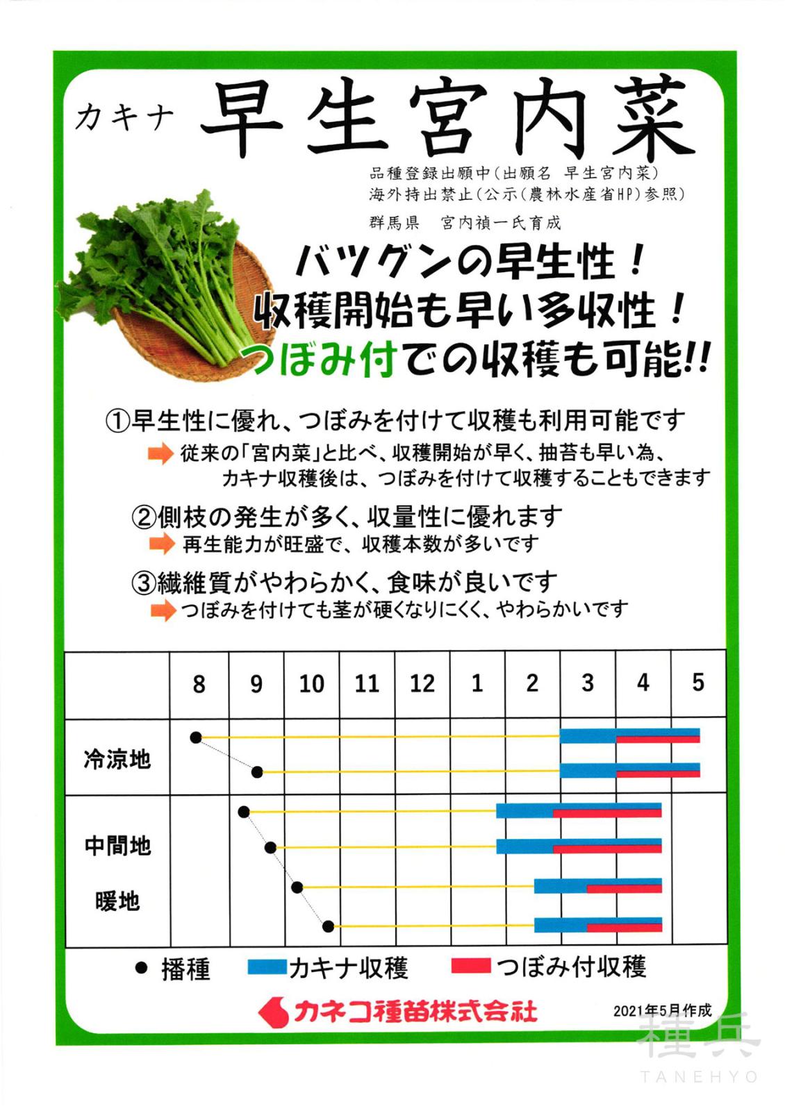 カキナ 種 『早生宮内菜』  カネコ種苗