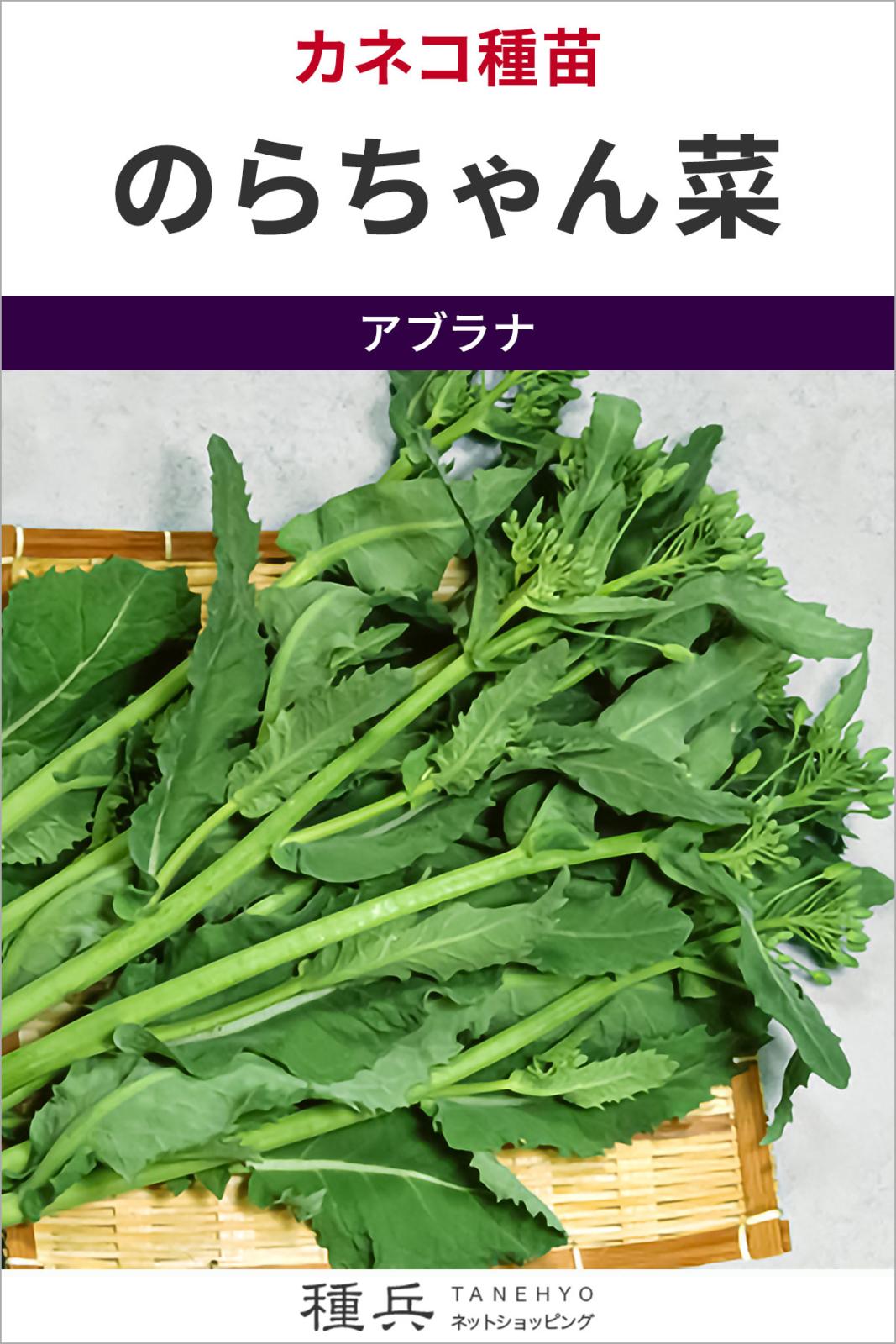 アブラナ 種 『のらちゃん菜』  カネコ種苗