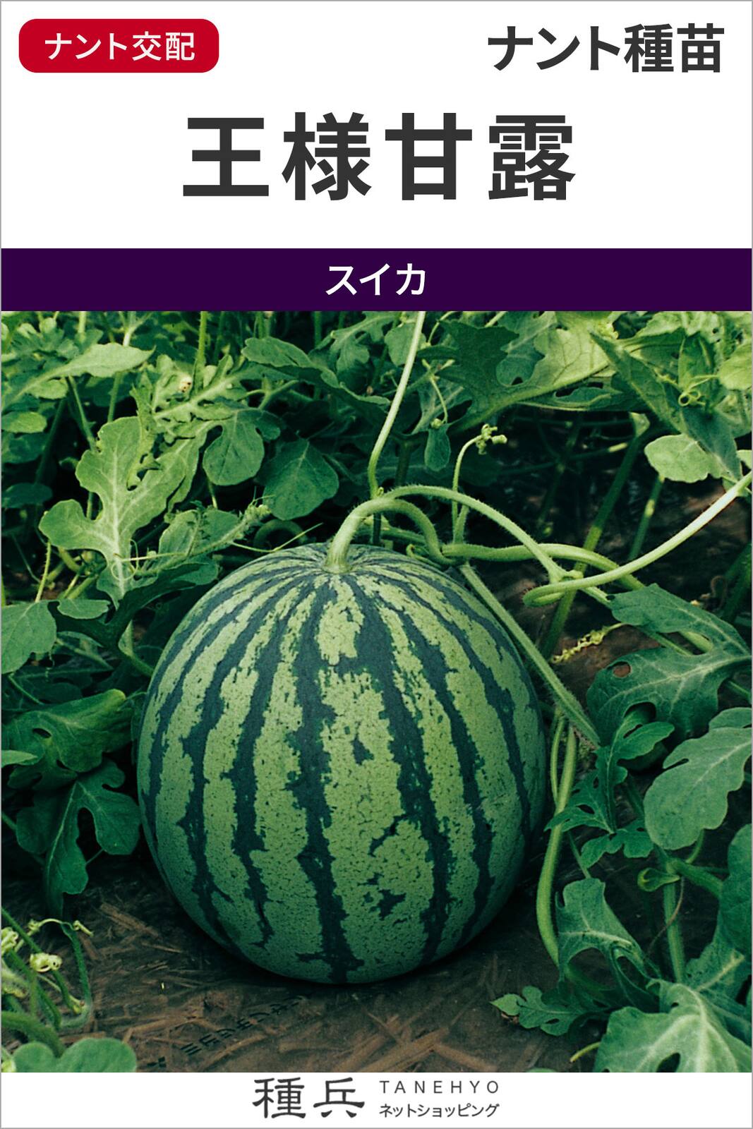 大玉スイカ 種 『王様甘露』 ナント種苗 | たね,果菜の種,スイカ,中