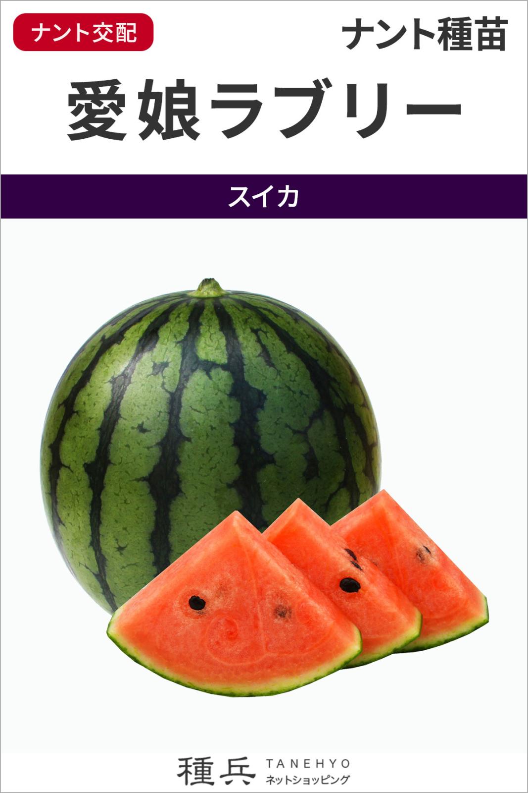大玉スイカ 種 『愛娘ラブリー』 ナント種苗 | たね,果菜の種
