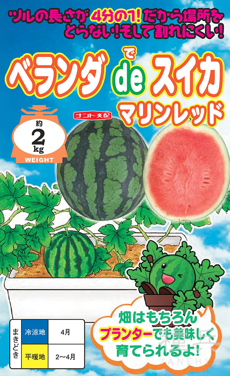 短節間紅小玉スイカ 種 『ベランダdeスイカ（品種名：マリンレッド