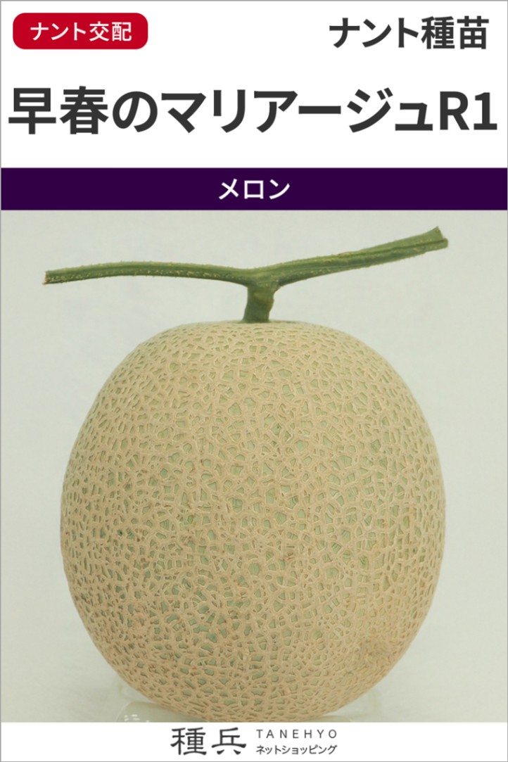 ネットメロン（赤肉） 種 『早春のマリアージュR1』  ナント種苗