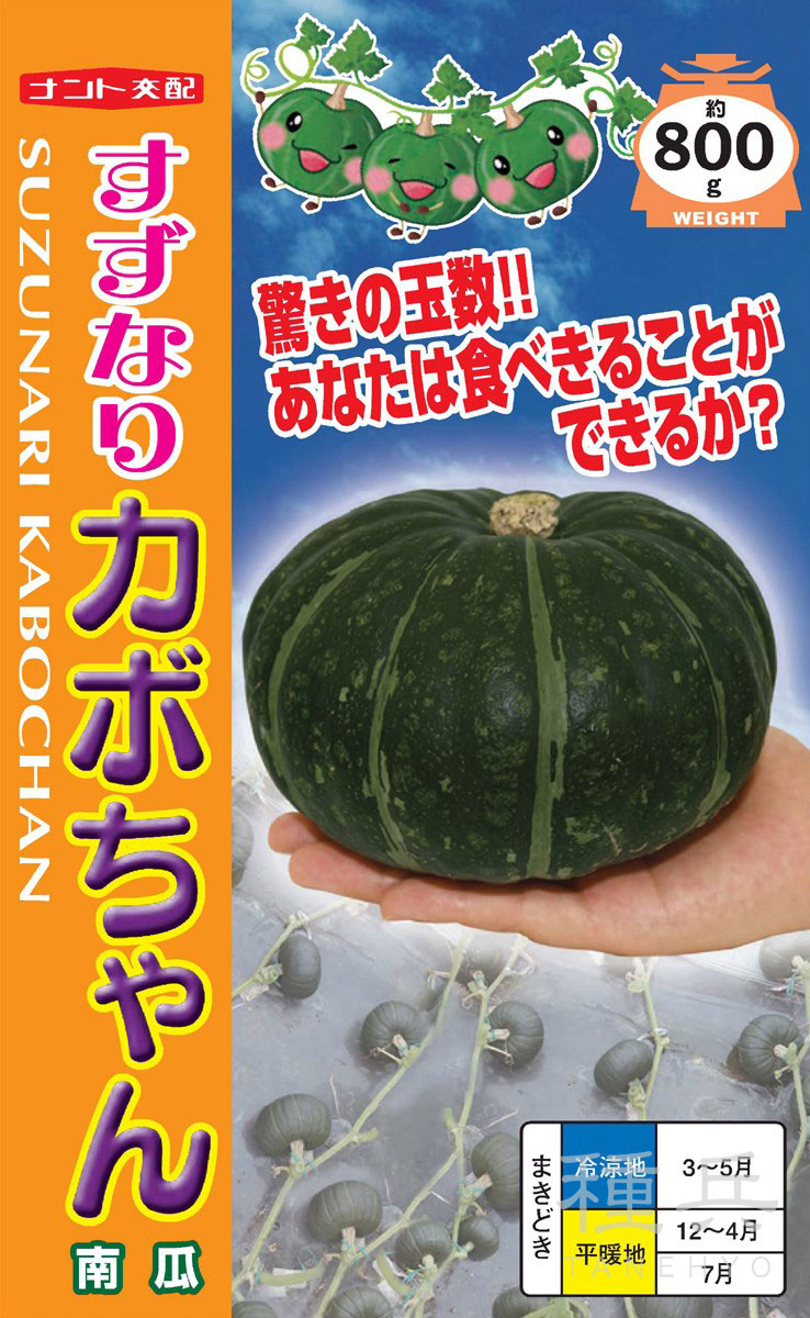 中型栗カボチャ 種 『すずなりカボちゃん』 ナント種苗 | たね,果菜の