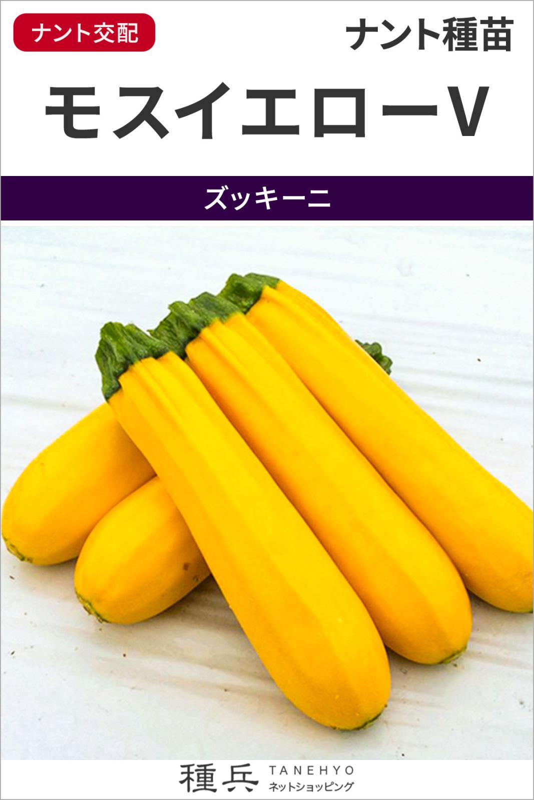 ズッキーニ 種 『モスイエローV』  ナント種苗