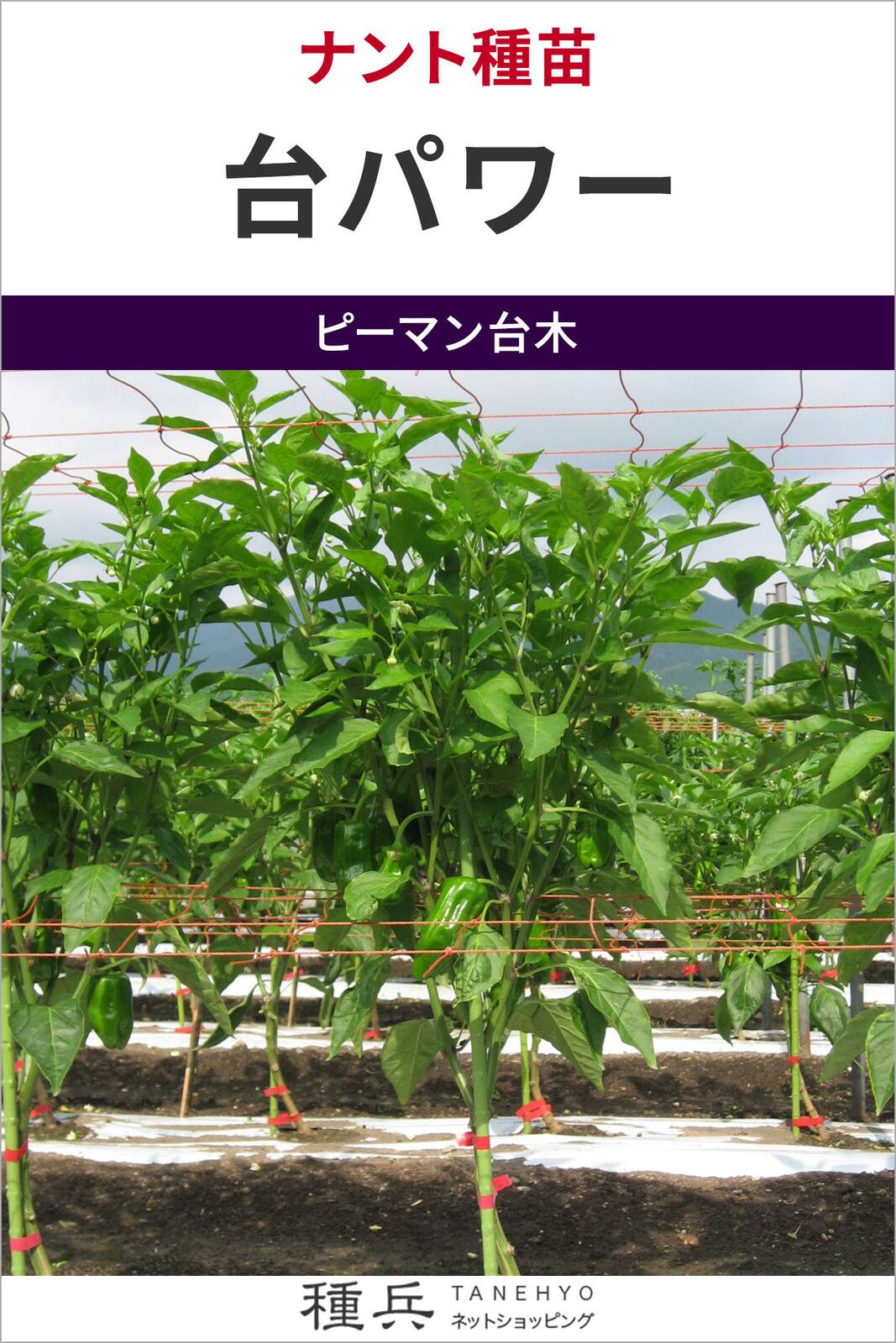 ピーマン台木 種 『台パワー』  ナント種苗