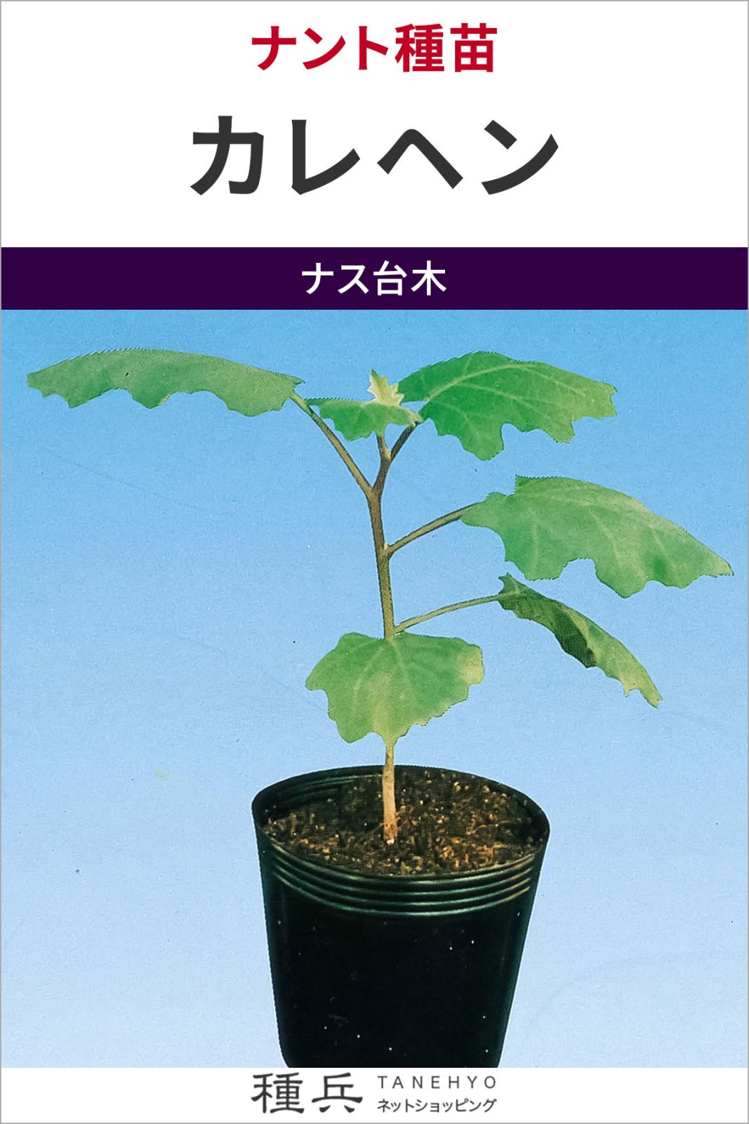 ナス台木 種 『カレヘン』 ナント種苗 | たね,果菜の種,台木用品種