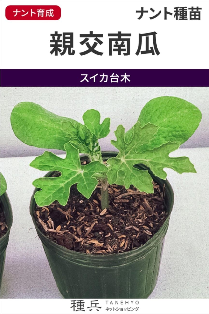 スイカ台木（南瓜） 種 『親交南瓜』  ナント種苗