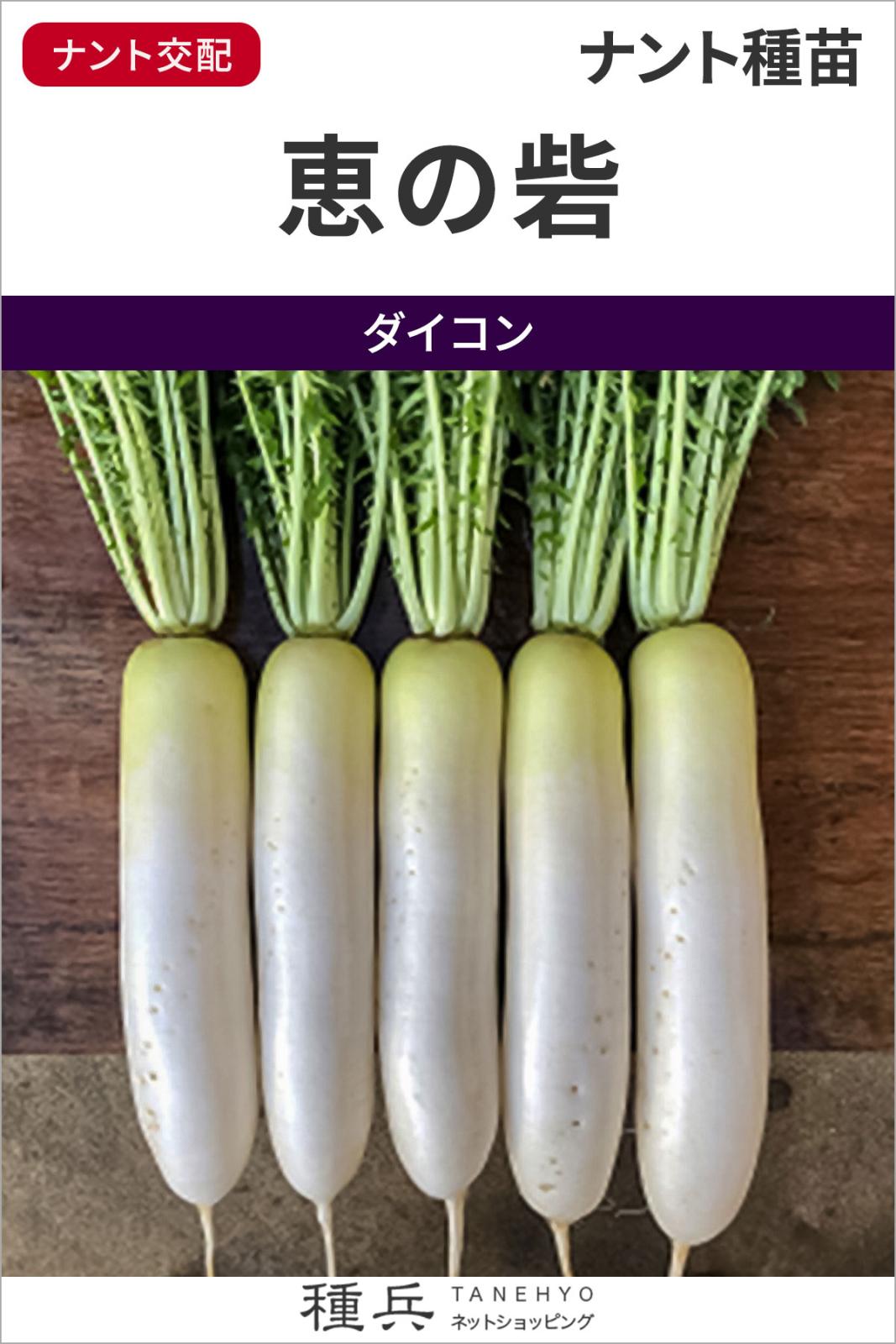 ダイコン 種 『恵の砦』  ナント種苗
