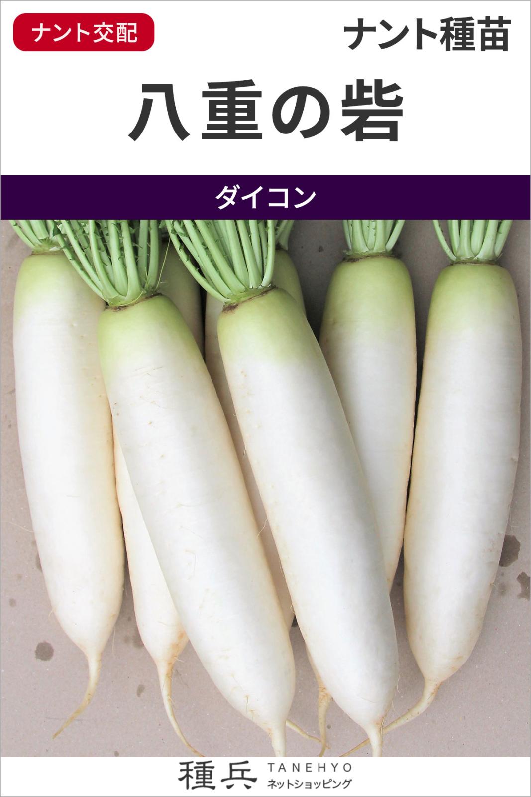 ダイコン 種 『八重の砦』  ナント種苗
