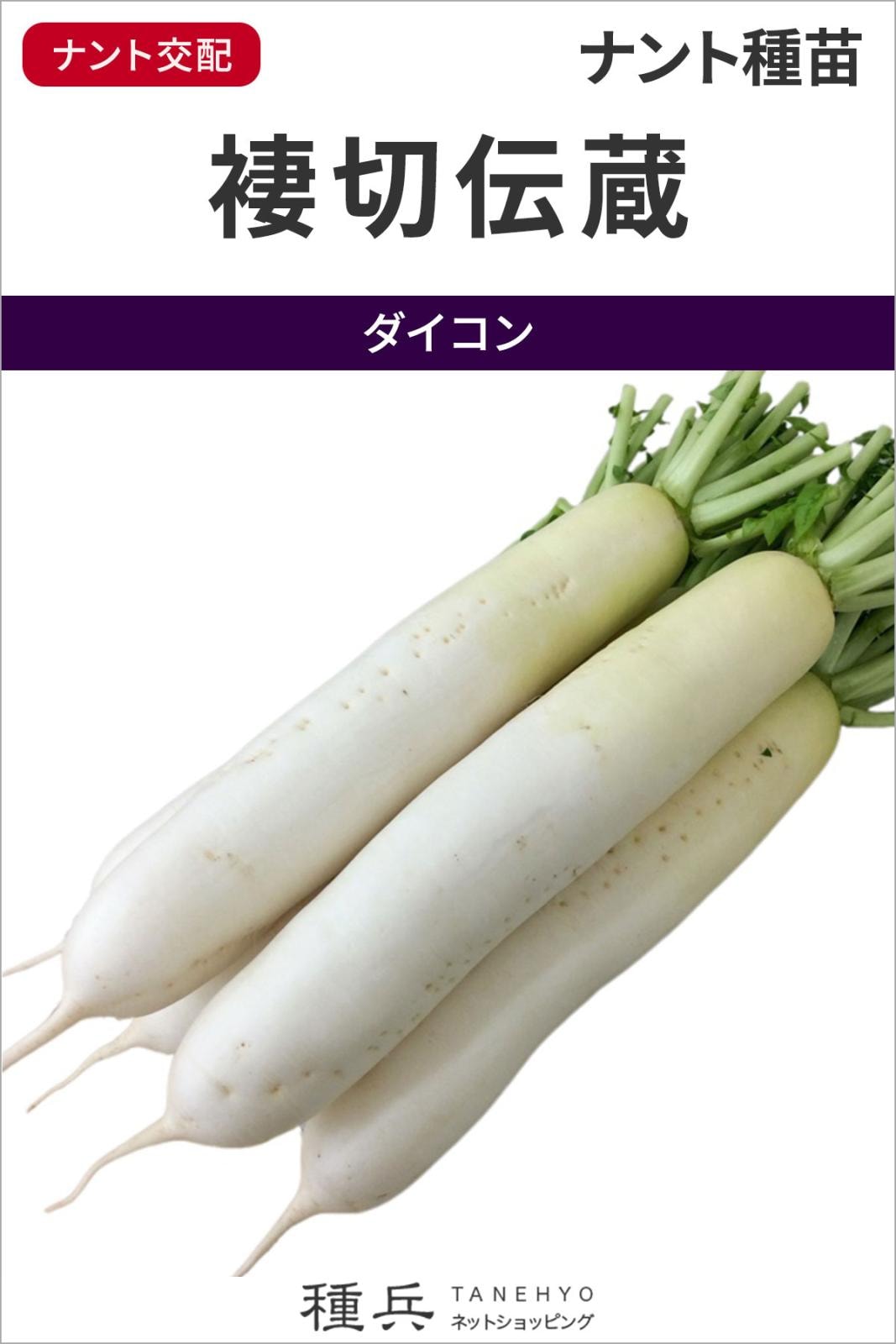 加工向けダイコン 種 『褄切伝蔵』 ナント種苗 | たね,根菜の種