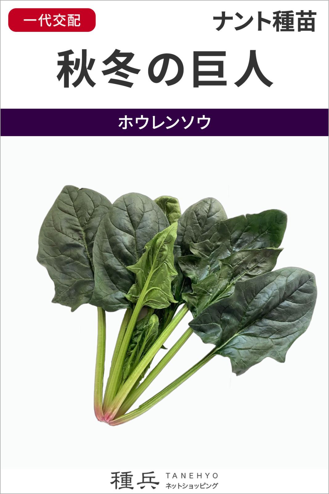 ホウレンソウ 種 『秋冬の巨人』  ナント種苗