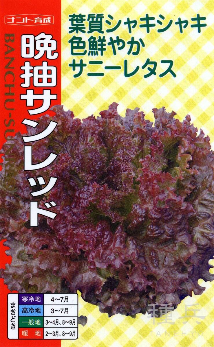 サニーレタス 種 『晩抽サンレッド』  ナント種苗