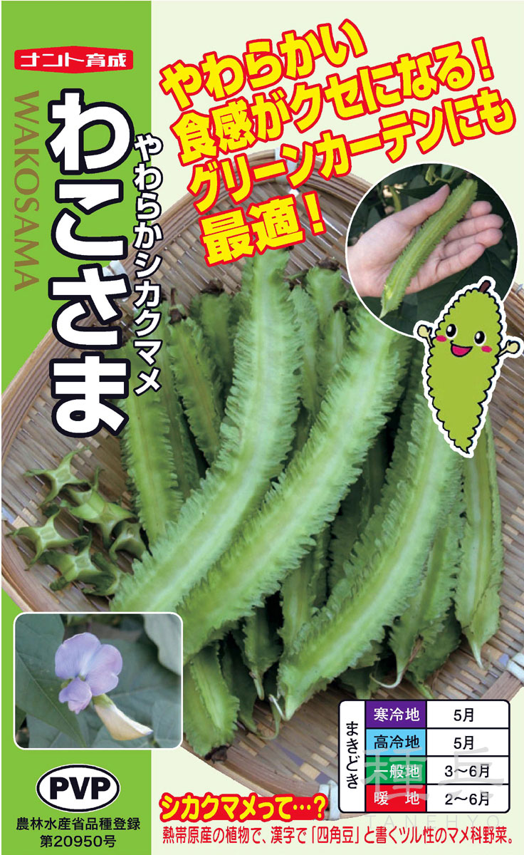 シカクマメ 種 『わこさま やわらかシカクマメ』  ナント種苗