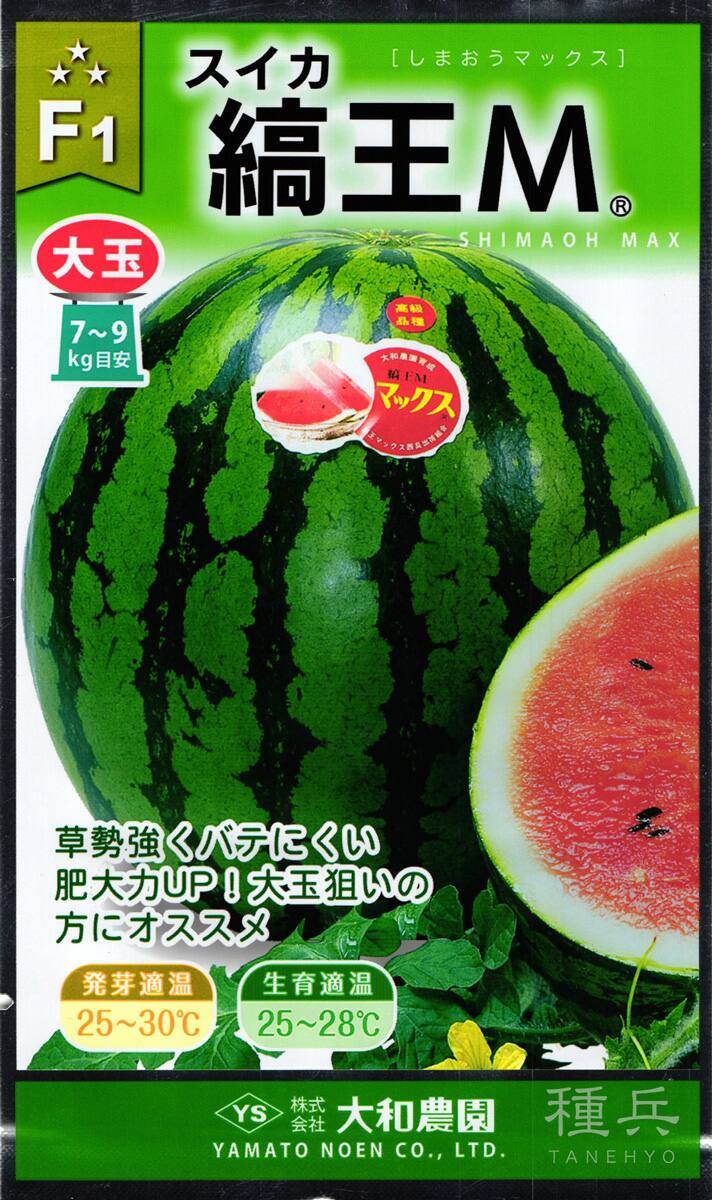 羅皇ロング スイカの種 200粒入り 楽天市場】スイカ 200粒 羅皇