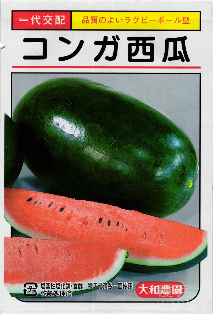 楕円黒皮中玉スイカ 種 『コンガ』  大和農園