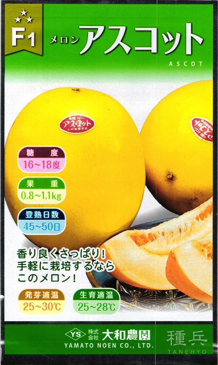 黄皮ノーネットメロン 種 『アスコット』  大和農園