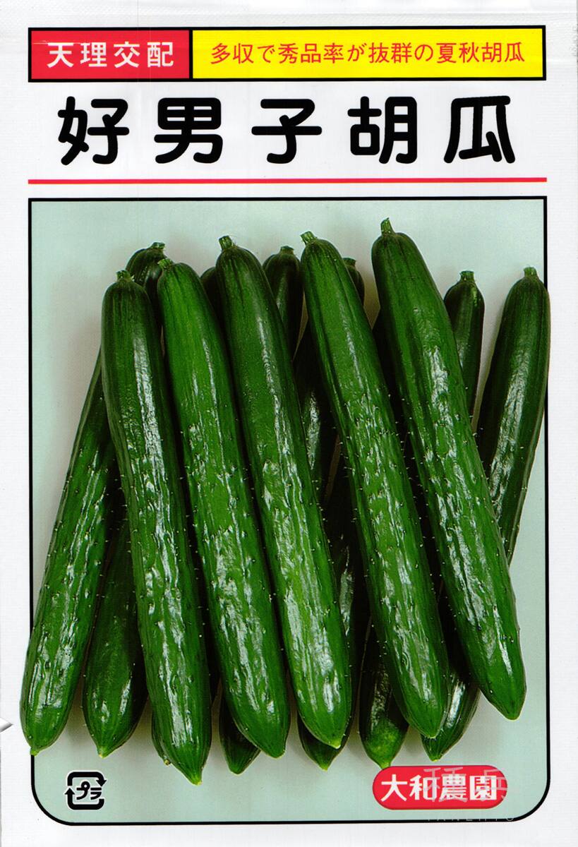 キュウリ 種 『好男子』  大和農園