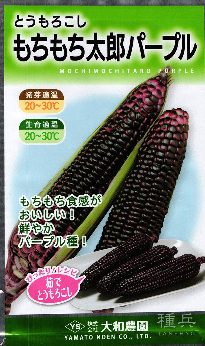 紫トウモロコシ 種 『もちもち太郎パープル』  大和農園