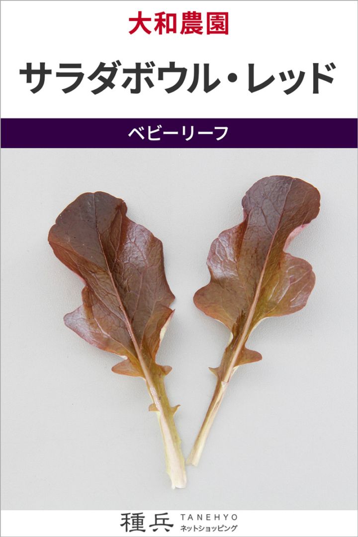 ベビーリーフ 種 『サラダボウル・レッド』  大和農園