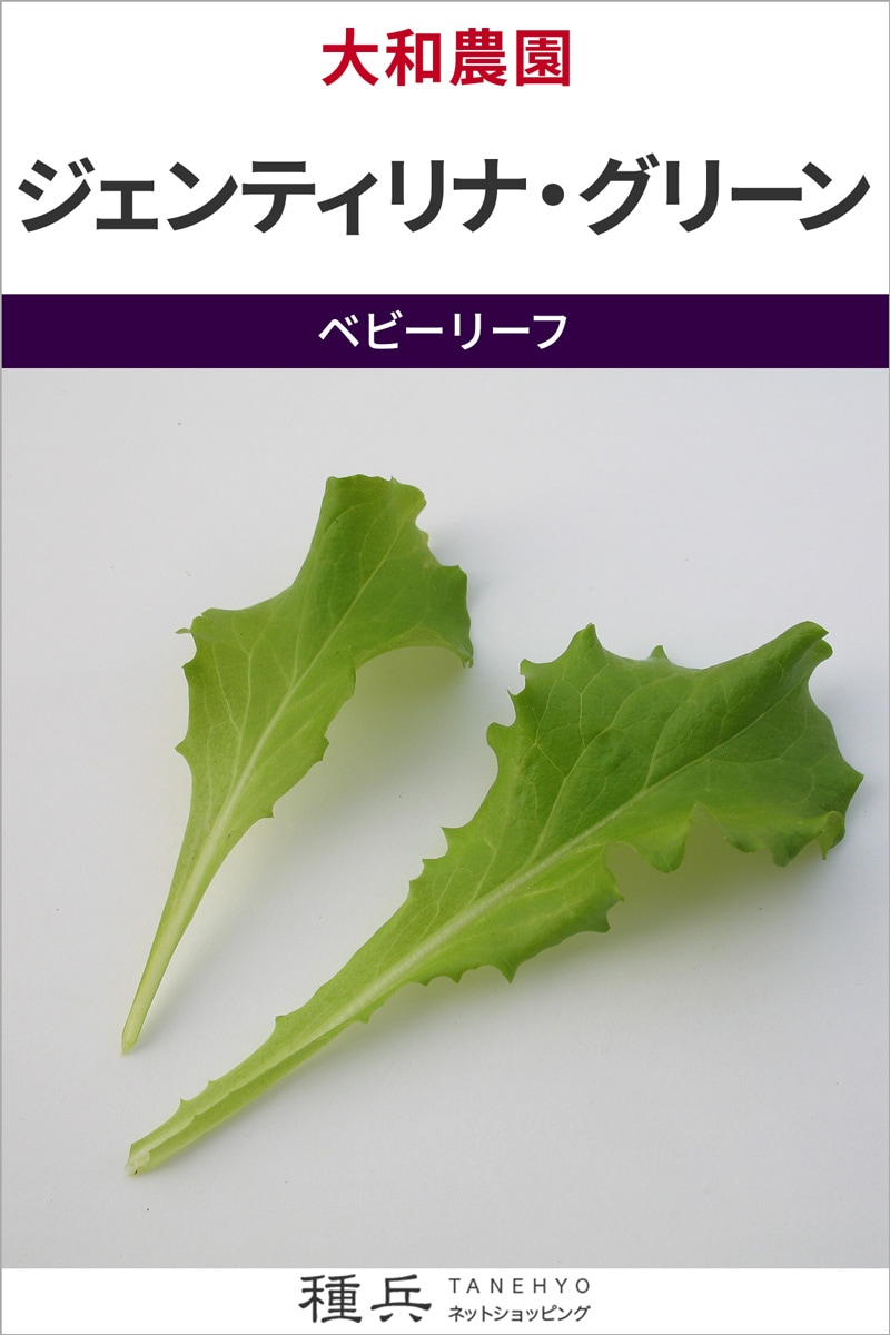 ベビーリーフ 種 『ジェンティリナ・グリーン』  大和農園