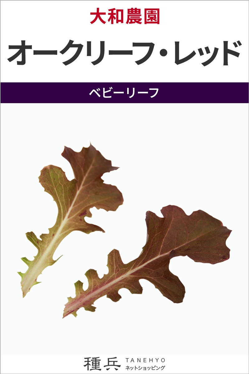 ベビーリーフ 種 『オークリーフ・レッド』  大和農園