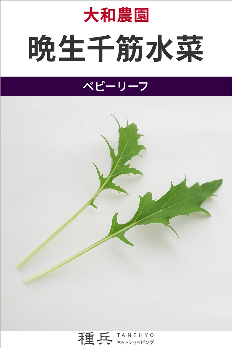ベビーリーフ 種 『晩生千筋水菜』  大和農園